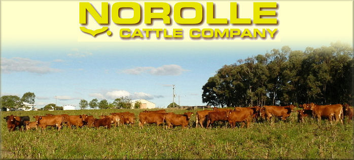 Welcome to NOROLLE's Website.  Click on the photo to enter..